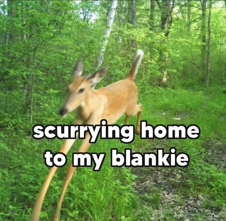 blankie